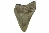 Bargain, Fossil Megalodon Tooth - North Carolina #351759-1